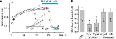 LY294002 Inhibits Intermediate Conductance Calcium-Activated Potassium (KCa3.1) Current in Human Glioblastoma Cells